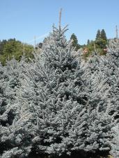 Colorado Spruce